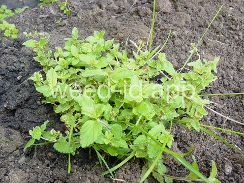 speedwell, germander